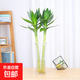 文昌竹帶根觀(guān)音竹荷花竹富貴竹水培植物辦公室內水養綠植 文昌竹8支（50-60cm) 裸根不帶土