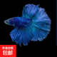 泰國斗魚(yú)超美網(wǎng)紅仙女款純白半月冷水觀(guān)賞魚(yú)好養觀(guān)賞蝦熱帶魚(yú)飼料 半月斗魚(yú)藍色1條