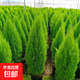香冠柏小香松盆栽植物四季綠植陽(yáng)臺室內室外好養圣誕樹(shù)寶塔松樹(shù)苗 香松含盆【70】公分 含盆