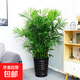 夏威夷竹子盆栽鳳尾竹散尾葵室內客廳大型綠植盆景植物椰子樹(shù) 夏威夷竹子1.1-1.3米高黑螺紋盆 不含盆