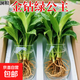 金鉆綠公主盆栽帶花苞黃金葛蘿水培植物辦公室內花卉綠植四季好養 金鉆綠公主3盆