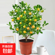 四季金桔樹(shù)盆栽帶果客廳招財植物盆景室內外耐熱花卉綠植橘子樹(shù)苗 金桔帶果30-40cm（原盆） 含盆