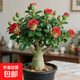 新品沙漠玫瑰盆栽四季花開(kāi)庭院室內外陽(yáng)臺好養花卉綠植好養易活 炎幽夢(mèng) 3年苗當年開(kāi)花 含盆