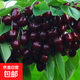 正宗車(chē)厘子樹(shù)苗黑珍珠大櫻桃果樹(shù)美早黃蜜紅燈苗南方北方種植果苗 黑珍珠6年大苗 當年結果 111cm(含)-140cm(含)