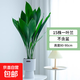 一葉蘭盆栽植物室內 客廳大葉觀(guān)葉綠植四季常青網(wǎng)紅懶人植物花卉 一葉蘭80-90厘米15株不含盆
