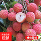 荔枝樹(shù)苗嫁接無(wú)核桂味妃子笑白糖罌糯米糍荔枝苗南北方庭院種植 桂味荔枝【4年苗1棵】帶土帶葉 70cm(含)-79cm(含)