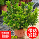 香水米蘭花盆栽帶花苞老樁樹(shù)苗花卉綠植室內陽(yáng)臺好養耐熱驅蚊植物 香水米蘭50厘米（原盆）帶花 含盆