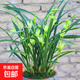 濃香型精品蘭花建蘭帶花苞七仙女素花開(kāi)花四季室內花卉盆栽好養 七仙女 4苗連體+肥料 帶花苞