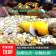 清道夫魚(yú)缸清潔魚(yú)工具魚(yú)清缸三劍客金苔鼠彩虹鯊粉紅鯊熱帶觀(guān)賞魚(yú) 黃金螺8個(gè)/送2個(gè)備損