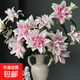 【直播專(zhuān)屬】伊莎貝拉重瓣百合多頭3枝（長(cháng)度45-55CM） 1份