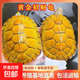 黃金招財巴西龜一對情侶烏龜小烏龜活物寵物觀(guān)賞長(cháng)壽鎮宅活體烏龜 10-12厘米（黃金巴西龜 家庭3只黃金龜