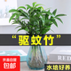 水培驅蚊竹柏植物室內水培綠植花卉盆栽辦公室桌面四季常青好養活 精選驅蚊竹柏20棵