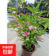 本地鳳仙花苗盆栽帶花發(fā)貨指甲花陽(yáng)臺庭院易養花園地栽花卉植物 粉紅色已開(kāi)花
