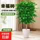 幸福樹(shù)盆栽室內客廳新家易成活大綠植辦公室四季常青植物 矮樁幸福樹(shù)40-50厘米（加侖盆） 不含盆
