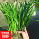 水培石菖蒲水生盆景魚(yú)龜缸造景水養花草過(guò)濾盆栽安神綠植四季常青 一窩25-30顆 不含盆