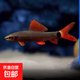 清道夫魚(yú)缸清潔魚(yú)工具魚(yú)清缸三劍客金苔鼠彩虹鯊粉紅鯊熱帶觀(guān)賞魚(yú) 4-6cm彩虹鯊1對（2條）
