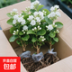 香水茉莉茉莉花盆栽陽(yáng)臺窗臺庭院開(kāi)花濃香型花卉四季綠植盆景 茉莉花苗5棵