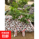 荔枝樹(shù)苗嫁接無(wú)核桂味妃子笑白糖罌糯米糍荔枝苗南北方庭院種植 妃子笑荔枝【兩年苗1棵】 70cm(含)-79cm(含)