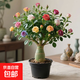 新品沙漠玫瑰盆栽四季花開(kāi)庭院室內外陽(yáng)臺好養花卉綠植好養易活 幻彩戀歌 3年苗當年開(kāi)花 含盆