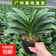 君子蘭盆栽帶花苞寬葉高檔蘭花圓頭和尚花卉大苗綠植室內開(kāi)花盆栽 精品君子蘭（11片以上） 不含盆
