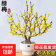 濃香型臘梅花苞老樁梅花樹(shù)苗盆栽植物冬天開(kāi)花陽(yáng)臺耐寒庭院花卉 4年臘梅苗（黃色濃香）
