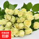 【果汁陽(yáng)臺月季】大苗玫瑰花苗盆栽大花歐月濃香陽(yáng)臺庭院帶花苞 奶油龍沙【帶花苞】 大苗【開(kāi)花爆滿(mǎn)】
