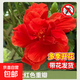 扶?；ㄅ柙灾匕陰Щòt色朱瑾牡丹草陽(yáng)臺多季花卉室內植物綠植季 【大紅色重瓣】 3年苗花期帶花（原土發(fā)貨 包對版）
