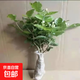 茉莉花苗盆栽帶花苞九里香老樁驅蚊花卉植物室內濃香四季開(kāi)花好養 中份茉莉花【3-5顆】花苞一般 不含盆