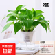 特價(jià)綠蘿盆栽室內客廳辦公室吸甲醛凈化空氣水培植物綠植花卉好養 【經(jīng)典2盆】綠蘿+早安吸水盆 整體含盆高度20-25cm