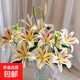 【直播專(zhuān)屬】粉色香水百合多頭9朵（長(cháng)度50-60CM） 1份 優(yōu)質(zhì)百合