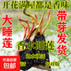 睡蓮水培植物四季水養水蓮花苞苗耐寒大睡蓮根塊荷花碗蓮帶芽發(fā)貨 【帶芽鮮活】混色大睡蓮5顆+營(yíng)養液