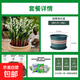 鈴蘭花苗帶芽帶根盆栽種球進(jìn)口耐寒室內外花卉綠植四季播種開(kāi)花 優(yōu)質(zhì)鈴蘭帶芽16棵+肥料【土+盆】