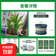 鈴蘭花苗帶芽帶根盆栽種球進(jìn)口耐寒室內外花卉綠植四季播種開(kāi)花 優(yōu)質(zhì)鈴蘭帶芽22棵+肥料【土+盆】
