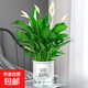 白掌盆栽一帆風(fēng)順水培植物室內好養花卉綠植水養四季 [主圖款]白掌株(早安吸水盆）
