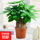 發(fā)財樹(shù)盆栽大植物室內辦公室桌面客廳小盆景招財樹(shù)苗綠植花卉盆栽 造型款大號三桿 6-9cm【原盆】 【送肥料】