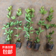 四季桂桂花樹(shù)苗桂花樹(shù)盆栽庭院濃香植物室內外花卉地栽桂花樹(shù)批發(fā) 精品原生四季桂桂花2年苗30cm左右【當年開(kāi)花】