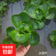 水葫蘆水草浮萍魚(yú)缸烏龜蝦花卉魚(yú)池塘凈化水生植物種苗蓮花水芙蓉 5顆葫蘆（8cm左右直徑）