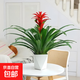 【鴻運當頭】年宵花?鳳梨花盆栽四季開(kāi)花植物室內客廳陽(yáng)臺觀(guān)花 鴻運當頭大紅心+菱形白盆+肥料