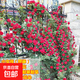 1.6米藤本月季特大花濃香庭院爬藤攀援植物薔薇花苗陽(yáng)臺玫瑰盆栽 【小女孩】多分枝精選母本大苗1.6米高左右