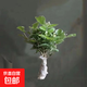茉莉花苗盆栽帶花苞九里香老樁驅蚊花卉植物室內濃香四季開(kāi)花好養 小份茉莉花【2-3顆】一點(diǎn)苞   不含盆