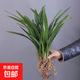 超大顆 蘭花盆栽企黑墨蘭報歲蘭蘭花寬葉蘭花四季常青 6苗   裸根發(fā)貨 裸根發(fā)貨不含盆土