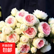 【果汁陽(yáng)臺月季】大苗玫瑰花苗盆栽大花歐月濃香陽(yáng)臺庭院帶花苞 絨球門(mén)廊【帶花苞】 大苗【開(kāi)花爆滿(mǎn)】