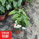 龍吐珠盆栽耐寒耐熱好養活帶花室內庭院四季開(kāi)花觀(guān)賞可爬藤花卉 龍吐珠20-30cm高帶花發(fā)貨原盆土