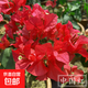 重瓣紅三角梅盆栽帶花三角梅苗勤花品種爬藤老樁室內花卉植物四季 中國紅 3年苗【當年開(kāi)花】不含盆