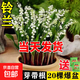 鈴蘭花苗帶芽帶根盆栽種球進(jìn)口耐寒室內外花卉綠植四季播種開(kāi)花 優(yōu)質(zhì)鈴蘭22棵+肥料【開(kāi)花爆盆】