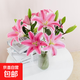 【香水百合】特價(jià)鮮花云南直發(fā)家用水養插花束七夕送禮物好養香味 粉百合9朵 優(yōu)質(zhì)百合