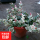 花葉絡(luò )石四季五彩花卉綠植物盆栽彩絡(luò )葉吊籃陽(yáng)臺爬藤苗庭院好養活 花葉絡(luò )石原盆土一盆