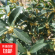 四季桂花樹(shù)苗盆栽實(shí)原生桂花日香桂月桂天香臺閣花佛頂珠地盆景 金桂 原生苗一珠 高30-50厘米