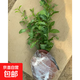 藍雪花苗盆栽大苗帶花苞陽(yáng)臺植物好養的花卉四季開(kāi)花不斷天竺葵鮮 藍雪花30-35厘米左右高一盆（原盆土栽好）