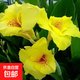 美人蕉種球四季易養花卉盆栽室外庭院地栽植物花苗多年生帶芽根莖 黃色美人蕉2個(gè)根球